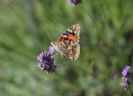 Distelvlinder van Matthias Brix