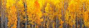 Autumn Aspen Forest Nature Photography Print - Oversized Wall Art - Large Wall Decor