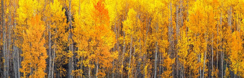 Autumn Aspen Forest Nature Photography Print - Oversized Wall Art - Large Wall Decor by Daniel Forster