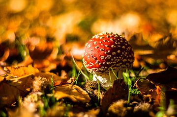 Grote paddenstoel rood met witte stippen van Gijs Rijsdijk