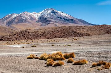 L'herbe des Andes avant le volcan sur Alex Neumayer