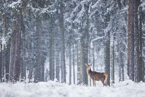 Hirschdame im Schneetreiben