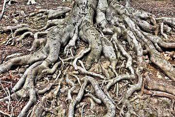 Roots of an old copper beech (Fagus sylvatica) by Heiko Kueverling
