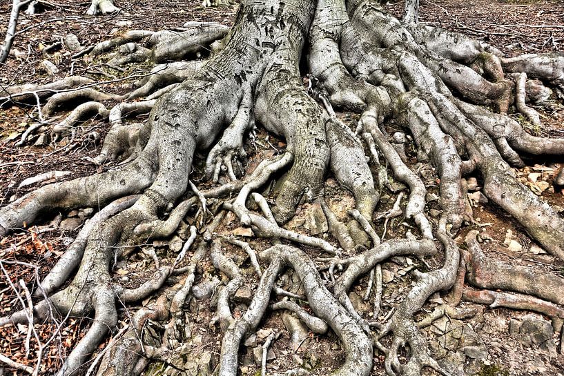 Wurzeln einer alten Rotbuche (Fagus sylvatica) von Heiko Kueverling