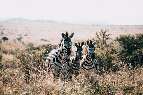 Trois bandes en harmonie