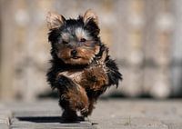 Speedy