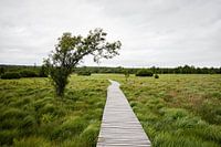 Walkway in the Ardennes in Belgium