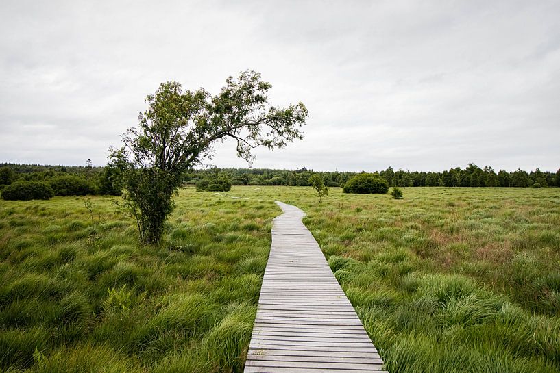 Looppad in de Ardennen in België van Joyce Schouten