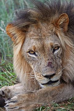 The lion - Africa wildlife van W. Woyke