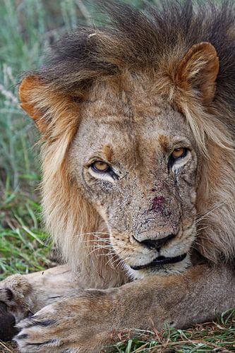 Der Löwe - Afrika wildlife