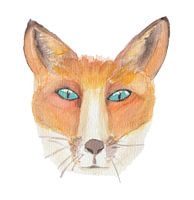 Aquarel Vos (Vulpes vulpes) met witte achtergrond
