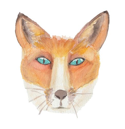 Watercolour Fox (Vulpes vulpes) with white background