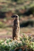 Fotos genomen tijdens onze drie weekse rondreis door Zuid-Afrika