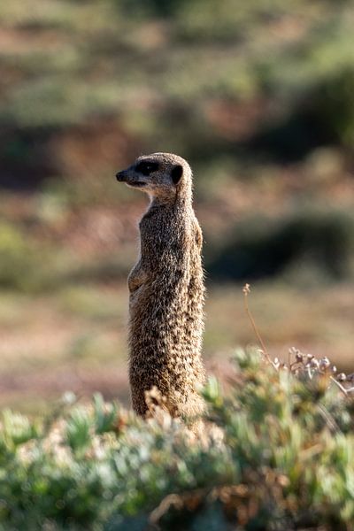 Fotos von unserer dreiwöchigen Tour durch Südafrika von Robin Beukeboom