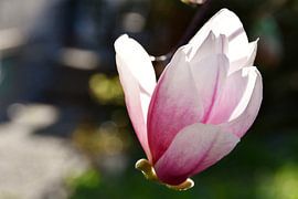 beautiful Alexandrina magnolia flowers in the sunlight