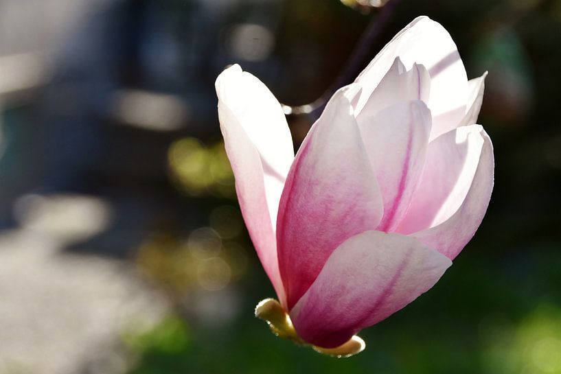 prachtige Alexandrina magnolia bloesems in het zonlicht van Werner Lehmann