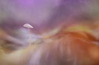 Herfst