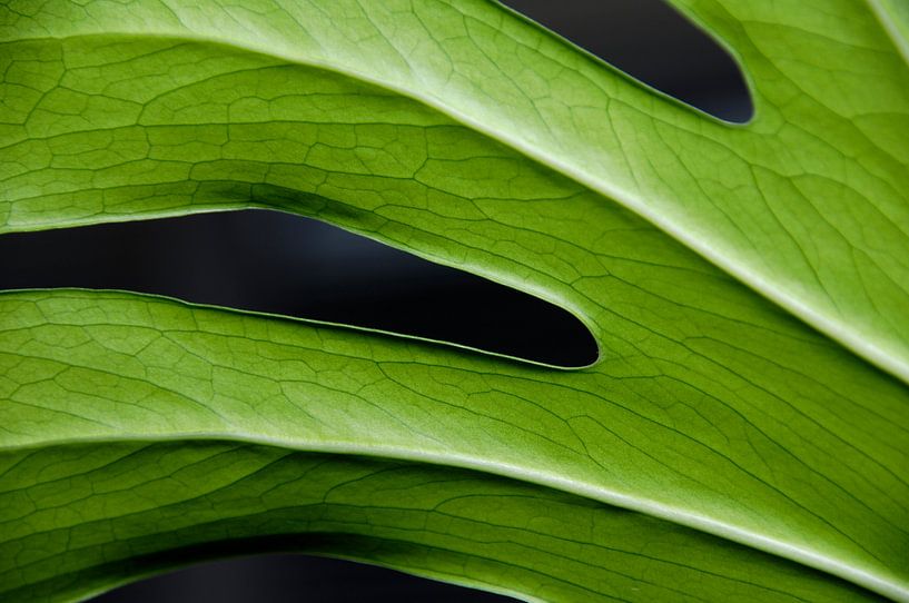 groene vingers par jan van de ven
