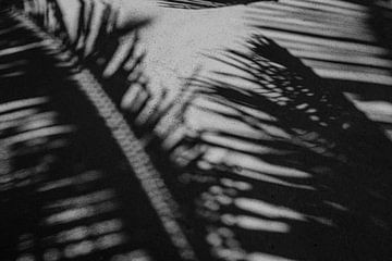 Palmier de l'ombre sur Daphne de Vries
