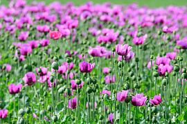 Backmohn , (Papaver somniferum) von Karin Jähne