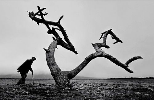 Oude man en boom van Wei Tang