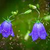 Dromerige campanula van Esther's Photos