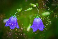 Dromerige campanula