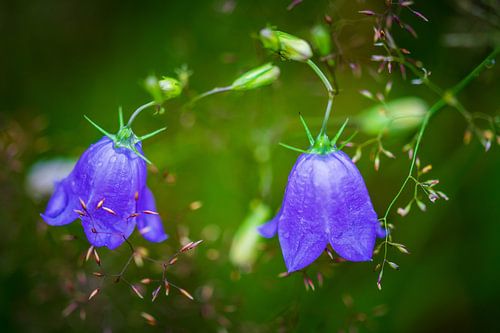 Dromerige campanula van Esther's Photos
