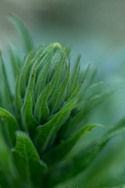 Flower bud, botanical fine art photo by Karijn | Fine art Natuur en Reis Fotografie