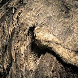 Hiding greater rhea by Van Keppel Studios