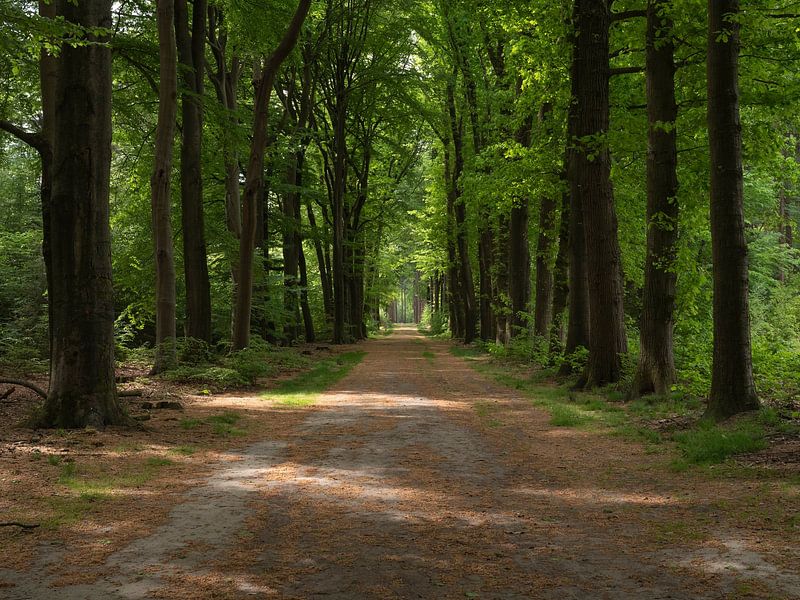 Boslaan in de lente in de Achterhoek van Robin Jongerden
