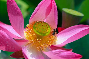 Lotusbloem en bijtje van Astrid van der Eerden