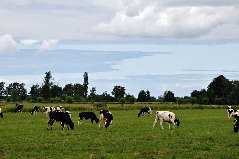 Alte holländische Landschaft mit einer Kuhherde auf einer Wiese in der Nähe von Woerden, inmitten de von Robin Verhoef