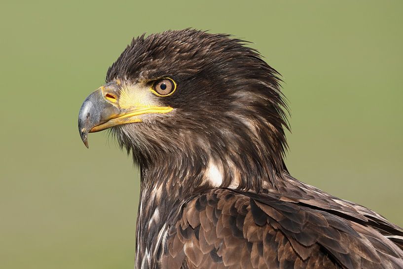 Bald Eagle (Haliaeetus leucocephalus) by Ronald Pol