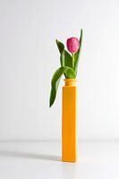 lonely tulip
