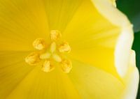 Tulp