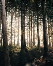 Sonnenaufgang im Wald