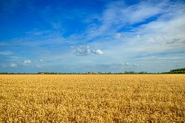Golden wheat ears in an agricultural field by Sjoerd van der Wal Photography