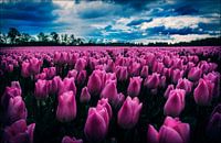Tulpenveld