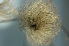 Climatis in herfsttooi von hetto hettema