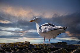 Seagull on the Pans by Brian Morgan