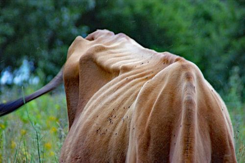 gewervelde  koeien rug