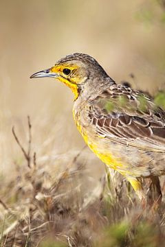 Kaapse Pipit (Macronyx capensis) van Dirk Rüter