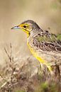 Kappieper (Macronyx capensis) von Dirk Rüter Miniaturansicht