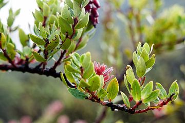 Fragiles éclats rosés sur un feuillage encore humide