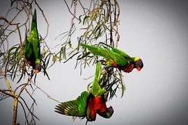 Papageien grauer Hintergrund von Chantal CECCHETTI