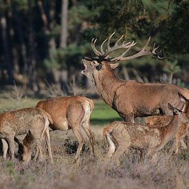Bronze Age by Bart Lagendijk
