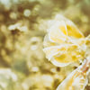 Frühling