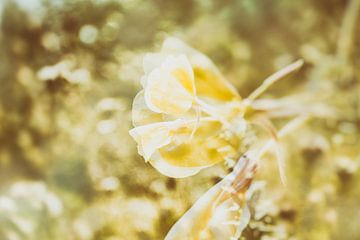 Frühlingsblume von Maikel van der Beek