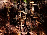 Der Zauber des Herbstes
